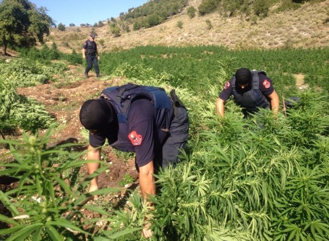 POLICIA “BLINDON” DIBRËN/ 78 efektivë në aksion për goditjen e kultivimit të kanabisit! Ja rezultatet