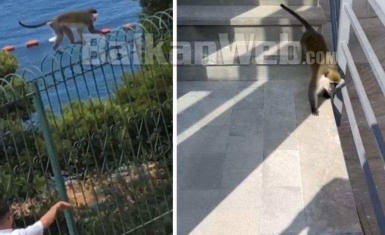 VIDEO/ U tha se doli nga kafazi dhe “rrahu” policët bashkiakë, ja kush është majmuni “boksier” që lëviz lirshëm në Sarandë