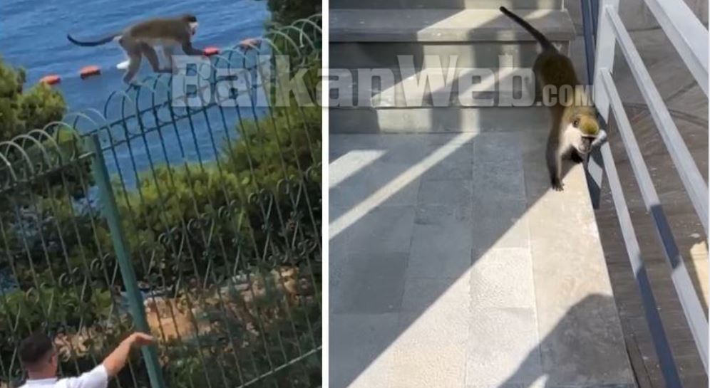 VIDEO/ U tha se doli nga kafazi dhe “rrahu” policët bashkiakë, ja kush është majmuni “boksier” që lëviz lirshëm në Sarandë