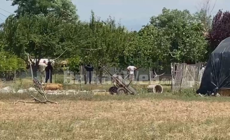 KANABISI I MBJELLË MES MISRIT/ Me antiplumb dhe skafandra, FNSH zbarkon në fshatin Mujalli të Fierit, kontrolle në banesa