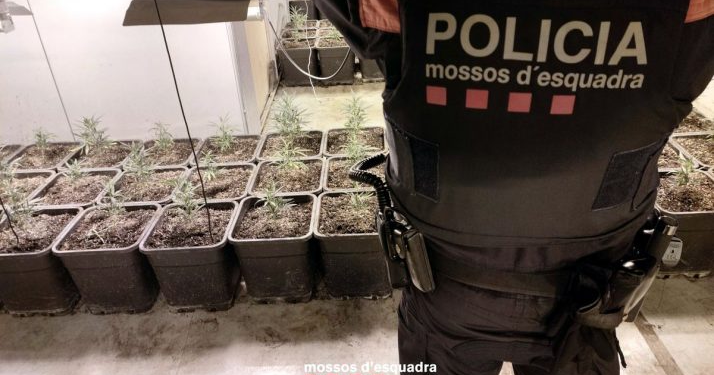 DETAJET/ Goditet mafia shqiptare, trafikonin marijuanë nga Tarragona