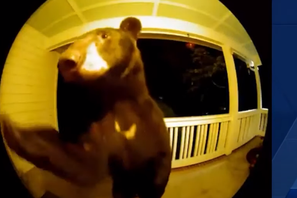 VIDEOLAJM/ Ariu filmohet duke i rënë derës dhe luajtur në oborrin e një shtëpie në SHBA