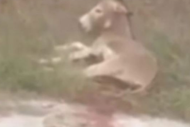 VIDEO E RËNDË/ Dhunoi dhe tërhoqi gomarin zvarrë, prangoset menjëherë zyrtari grek