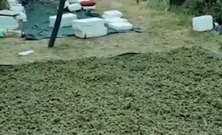 DY KUINTALË E GJYSMË DROGË/ Policia arreston dy vëllezërit, në kërkim dhe 6 të tjerë (EMRAT)