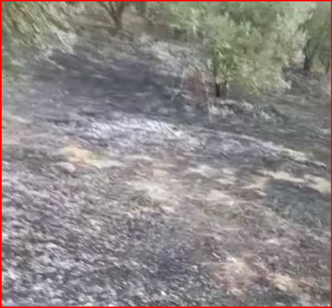 PAMJET/ Banorët ndezin zjarr për të djegur mbeturinat dhe u del jashtë kontrollit, shkrumbohet një sipërfaqe me ullishte në Berat