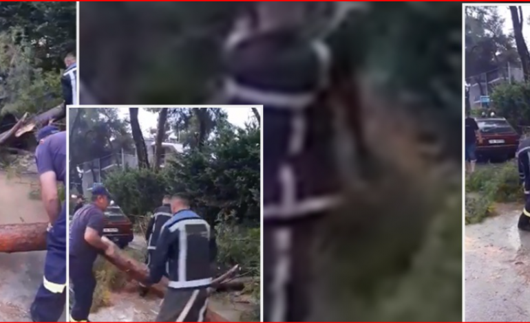 “ÇMENDET” MOTI NË DIVJAKË/ Rrëzohen pemët në rrugë (VIDEO)