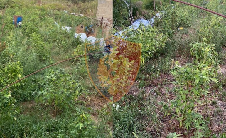 POLICIA AKSION/ Gjenden 254 rrënjë kanabis në Durrës, shpallet në kërkim autori