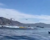 E FRIKSHME/ Balena gëlltit dy femra dhe disa sekonda më vonë i “pështyn” jashtë (VIDEO)