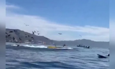 E FRIKSHME/ Balena gëlltit dy femra dhe disa sekonda më vonë i "pështyn" jashtë (VIDEO)
