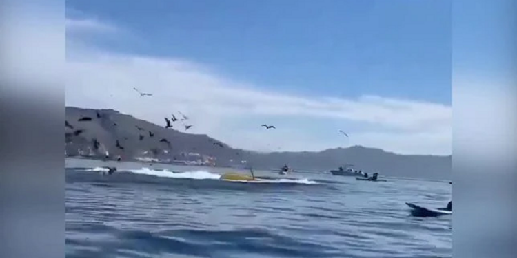 E FRIKSHME/ Balena gëlltit dy femra dhe disa sekonda më vonë i "pështyn" jashtë (VIDEO)