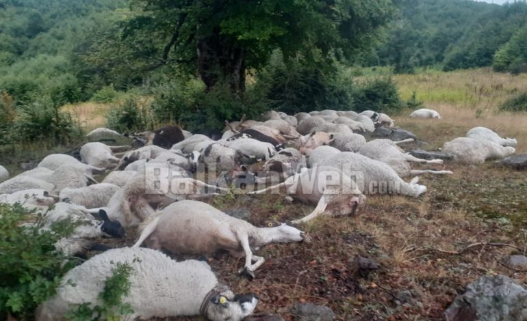 “MË GODITI GJITHË FAMILJEN”/ Rrufeja bie mbi kopenë me dele në Gramsh, ngordhin 165 krerë, çobani në lot: Më ndihmoni