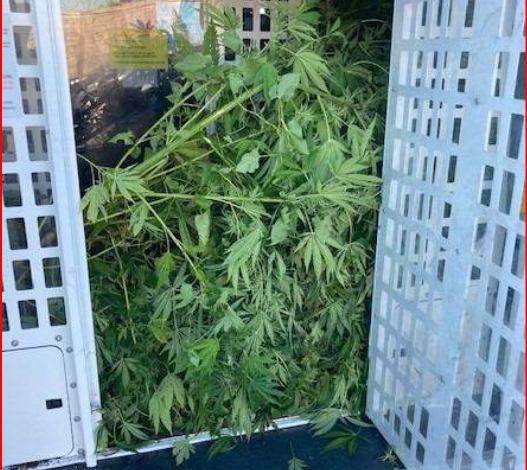E PËSON KEQ SHQIPTARI/ Zbulohet plantacioni me kanabis në një banesë në Britani, policia e kap mat
