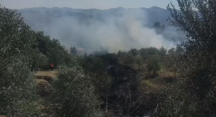 VATËR ZJARRI NË FUSHË-KRUJË/ Tentoi të vuante flakët që dogjën vreshta e ullishta, 30-vjeçari përfundon në spital pa ndjenja