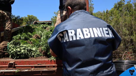 E PËSOJNË KEQ SHQIPTARËT/ Helikopteri zbulon plantacionin me marijuanë mes lisave në Itali, policia…