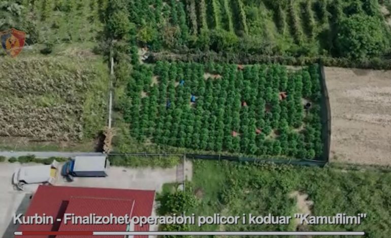 “KAMUFLIMI”/ Kishte mbjellë drogë mes shkurreve, pranga të riut në Kurbin, procedohet kryeplaku i fshatit