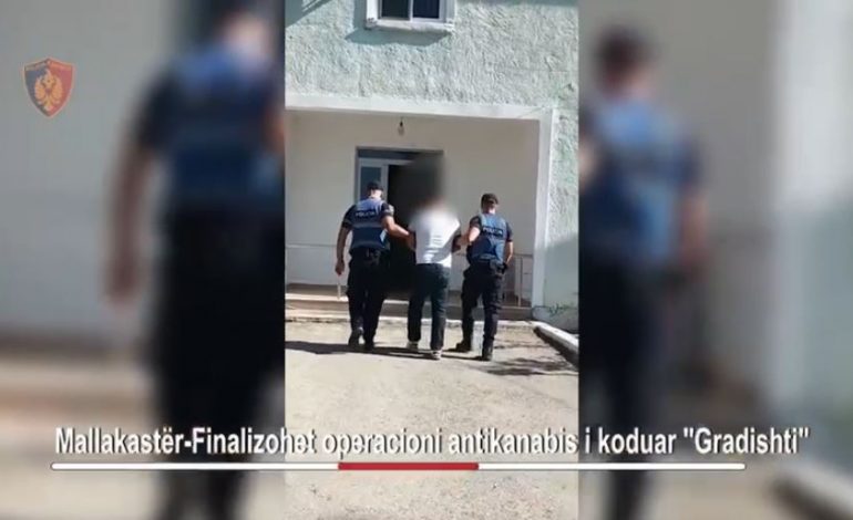 VIDEO/ Kishte kultivuar kanabis në oborrin e banesës, pranga 54-vjeçarit në Mallakastër (EMRI)