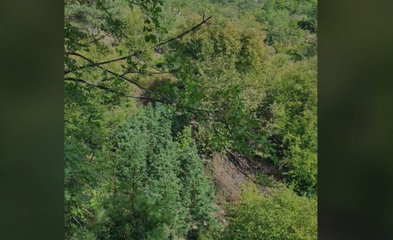EMRAT/ Policia asgjëson 150 bimë narkotike në Lezhë, arrestohen tre persona