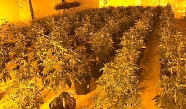 LABORATORI I DROGËS NË SHKODËR/ Shkon në 26 numri i të arrestuarve, babë e bir shisnin kanabis nëpër qytet, në kërkim bashkëpunëtori