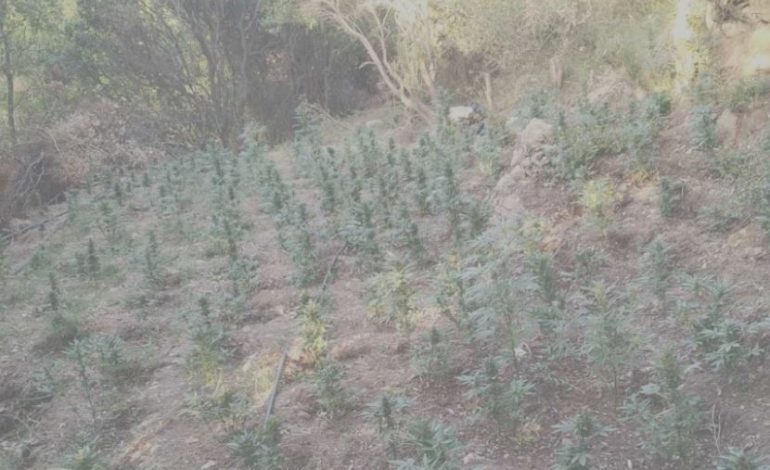 SHQIPTARËT MBJELLIN MALET GREKE ME HASHASH/ Policia helene ju shkatërron plantacionet