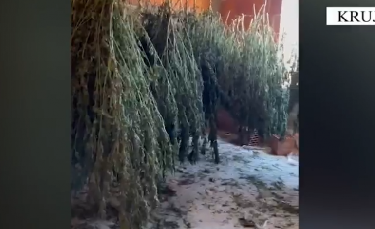 SEKUESTROHEN 58.5 KG KANABIS NË KRUJË/ Arrestohet pronari. Si ishte përshtatur banesa për përpunimin dhe shitjen e drogës