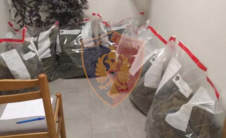 KULTIVONIN LËNDË NARKOTIKE/ Arrestohen babë e bir në Vaun e Dejës, sekuestrohen 22 kg kanabis