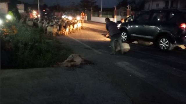 PAMJET/ E rëndë në Cërrik! Makina merr para tufën me bagëti, dhjetëra dele të ngordhura bllokojnë…