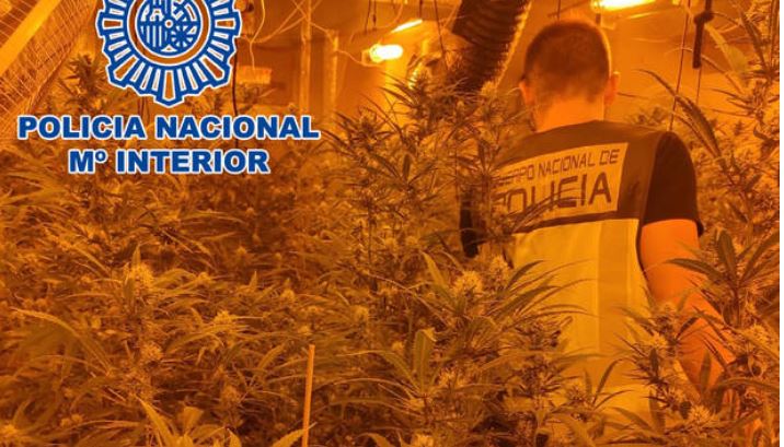 ÇMONTOHET GRUPI KRIMINAL NË SPANJË/ Arrestohen gjashtë shqiptarë, kujdeseshin për dy plantacione me marijuanë