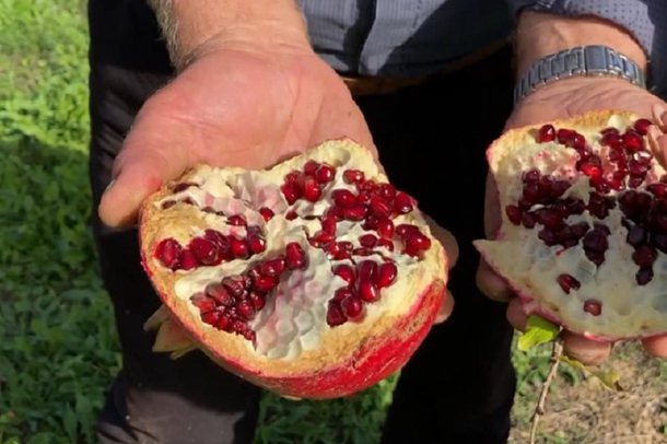 MREKULLIA E VJESHTËS/ 4 sëmundjet që lufton konsumimi i shegës çdo ditë