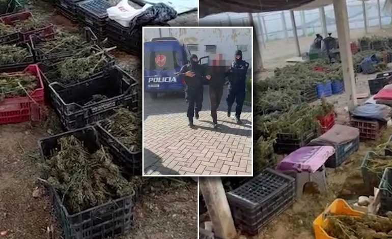 SERAT ME KANABIS NË BERAT/ AMP nis hetimet: Merret në pyetje drejtori i qarkut, dyshohet se policia kishte dijeni