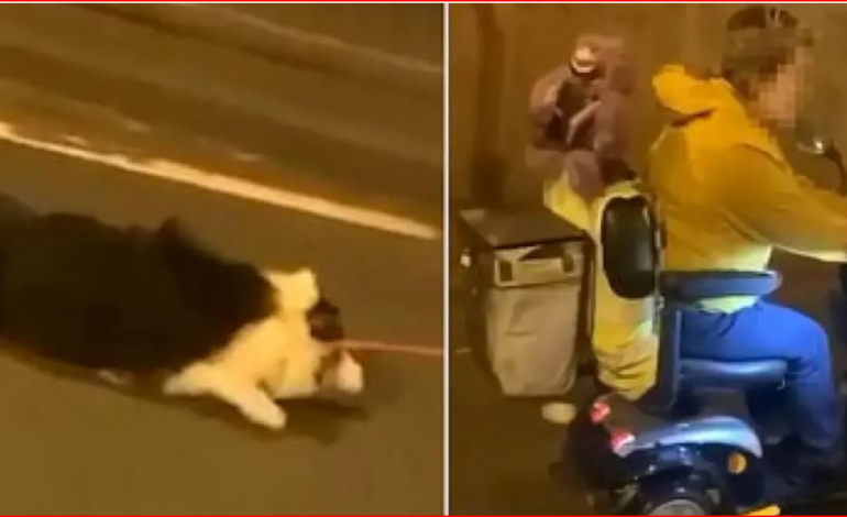 PAMJET/ Tërhoqi zvarrë qenin me karrocë elektrike, veprimi i gruas indinjon njerëzit