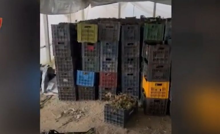 DETAJET/ Serat me hashash në Dimal, mes 11 të arrestuarve dhe një familje nga Nikla. Në pranga dhe pronari i tokës