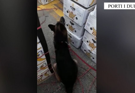 KOKAINA NË PORTIN E DURRËSIT/ Anija me banane ishte nisur nga Ekuadori para 21 ditësh! Telefonata anonime…