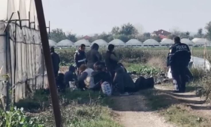 FERMA E KANABISIT NË BERAT/ Mbi 100 të shoqëruar, kryesisht gra që pastronin bimët