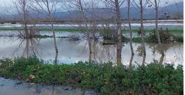 LUMI ISHËM DEL NGA SHTRATI/ Përmbyten gjatë natës sipërfaqe te mëdha tokash, izolohen disa shtëpi në Fushë-Krujë