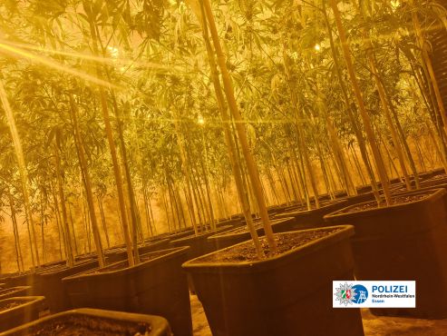 ARRESTOHET NJË 25 VJEÇAR SHQIPTAR NË GJERMANI/ Era e dyshimtë i zbuloi plantacionin e fshehur të kanabisit