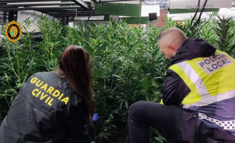 PARTNERË NË JETË DHE NË BIZNES/ Zbulohet plantacioni i marijuanës, arrestohet çifti shqiptar në Spanjë