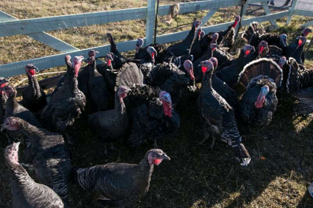 PRODHIMET NGA DETI NË VEND TË GJELIT/ Vlonjatët kërkojnë alternativa për shpendin e shtrenjtë