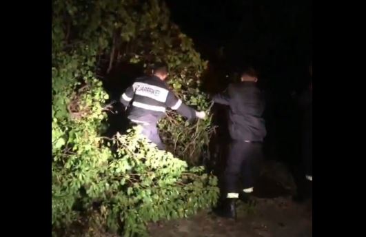 RESHJE TË DENDURA NË SARANDË/ Era e fortë rrëzon disa pemë, bllokohet përkohësisht rruga