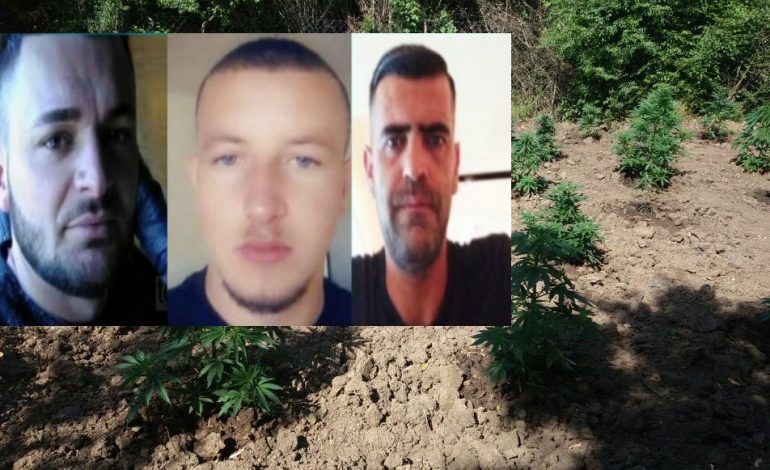 DANIEL PEPAJ VRAU DY KUSHËRINJTË/ Si ndodhi konflikti për parcelat me kanabis në Malësinë e Madhe dy vite më parë