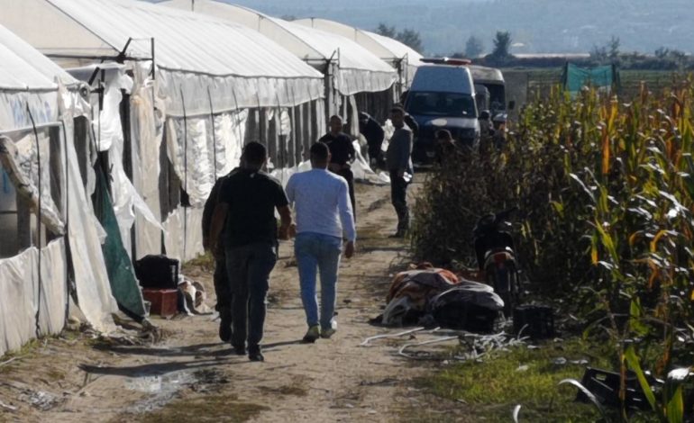 SERAT E KANABISIT NË BERAT/ Prokuroria vendore shpall mos kompetencën, përcjell dosjen në SPAK