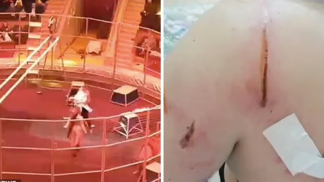 E FRIKSHME! Momenti kur burri sulmohet nga luani në cirk, ndërhyri për ti ndarë