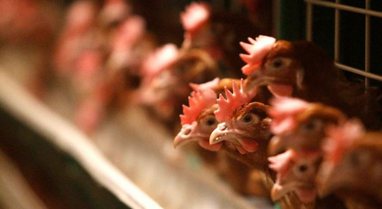 GRIPI I SHPENDËVE/ Çekia në ALARM asgjëson 750.000 pula, virusi bën ‘kërdinë’
