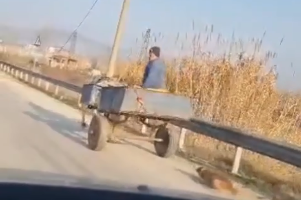 TMERR NË KUÇOVË/ Një person lidh dhe tërheq zvarrë qenin me karrocë, PAMJET e frikshme