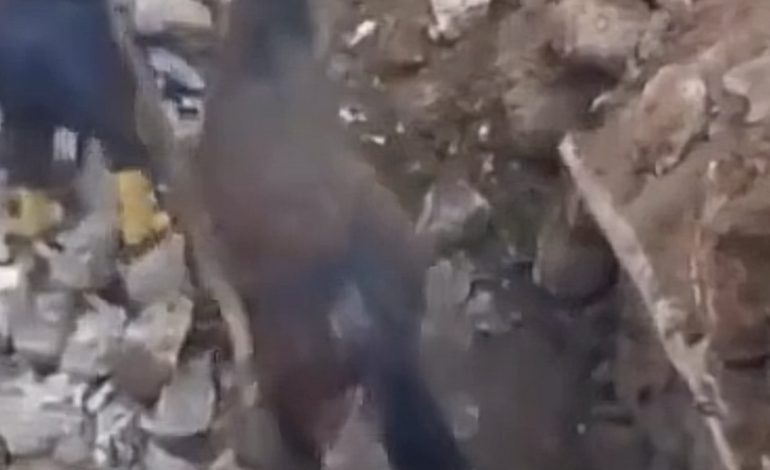 E RRALLË! Kali del i gjallë nga rrënojat 21 ditë pas tërmetit në Turqi