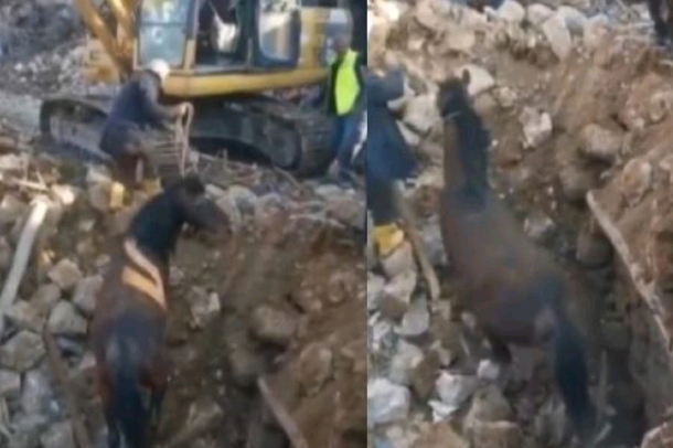 PAMJET/ Kali në Turqi nxirret i gjallë pas 21 ditësh poshtë rrënojave të ndërtesës