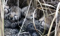 PAS MË SHUMË SE 7 DEKADASH/ India mirëpret gepardët e parë të porsalindur