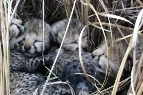 PAS MË SHUMË SE 7 DEKADASH/ India mirëpret gepardët e parë të porsalindur