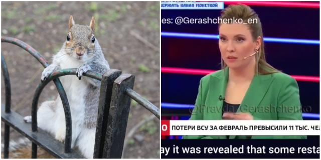 PAMJET/ TV ruse: Britanikët po hanë ketrat e parqeve’ prej mangësive të furnizimit