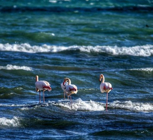 E RRALLË/ Dimri i ngrohtë “sjell” në Pogradec flamingot