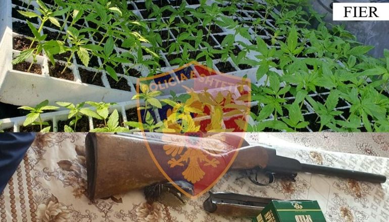 U GJETËN NË BANESË 182 DEGË KANABISI/ Arrestohet gruaja në Fier, në kërkim i shoqi